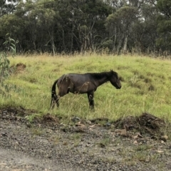 Equus caballus (Brumby, Wild Horse) at Kosciuszko National Park, NSW - 28 Jan 2019 by Illilanga
