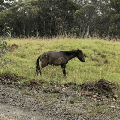Equus caballus (Brumby, Wild Horse) at Kosciuszko National Park - 28 Jan 2019 by Illilanga