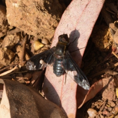 Balaana sp. (genus) (Bee Fly) at Ainslie, ACT - 10 Jan 2020 by kdm