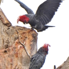 Callocephalon fimbriatum (Gang-gang Cockatoo) at suppressed - 10 Jan 2020 by Wandiyali