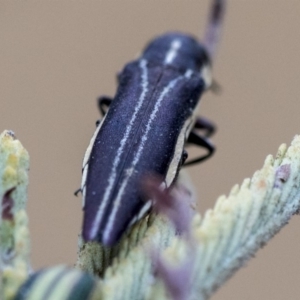 Agrilus hypoleucus at Dunlop, ACT - 9 Jan 2020 10:24 AM