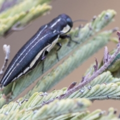 Agrilus hypoleucus at Dunlop, ACT - 9 Jan 2020 10:24 AM