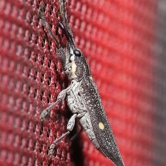 Rhinotia bidentata (Two-spot Rhinotia weevil) at ANBG - 6 Dec 2019 by TimL