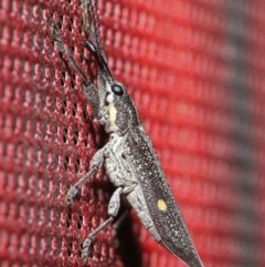 Rhinotia bidentata at Acton, ACT - 6 Dec 2019