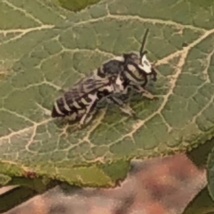 Megachile (Eutricharaea) sp. (genus & subgenus) at Casey, ACT - 11 Jan 2020