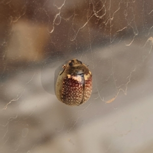 Paropsisterna decolorata at Molonglo Valley, ACT - 11 Jan 2020