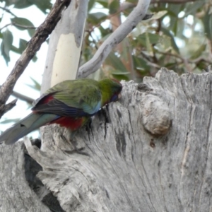 Platycercus elegans at Deakin, ACT - 9 Jan 2020