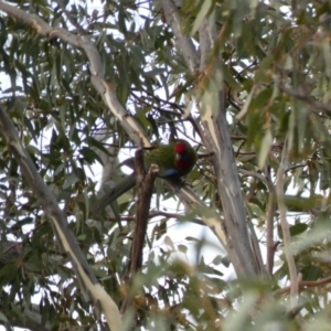 Platycercus elegans at Deakin, ACT - 9 Jan 2020