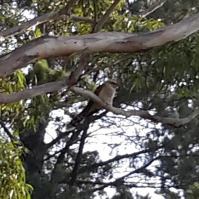 Scythrops novaehollandiae (Channel-billed Cuckoo) at Wingecarribee Local Government Area - 11 Jan 2020 by BillM