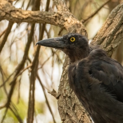 Strepera graculina (Pied Currawong) at Acton, ACT - 11 Jan 2020 by b