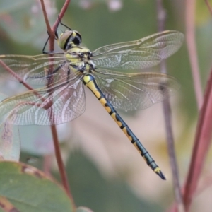 Hemicordulia tau at Hawker, ACT - 9 Jan 2020