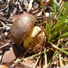 zz bolete at Aranda, ACT - 17 Feb 2012 by JanetRussell