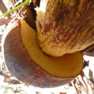 zz bolete at Aranda, ACT - 17 Feb 2012