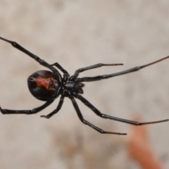 Latrodectus hasselti at Evatt, ACT - 6 Dec 2019 03:57 PM