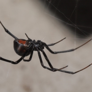 Latrodectus hasselti at Evatt, ACT - 6 Dec 2019 03:57 PM