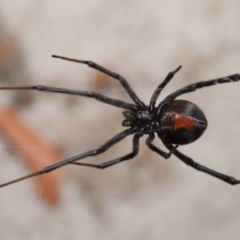 Latrodectus hasselti at Evatt, ACT - 6 Dec 2019 03:57 PM