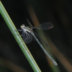 Austroargiolestes icteromelas at Acton, ACT - 8 Dec 2019