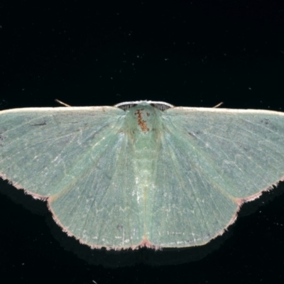 Prasinocyma semicrocea (Common Gum Emerald moth) at Ainslie, ACT - 10 Jan 2020 by jbromilow50