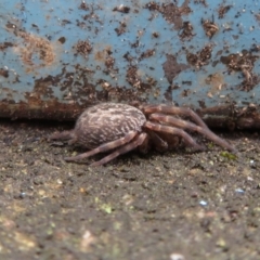 Badumna insignis (Black House Spider) at Bega, NSW - 9 Jan 2020 by RobParnell