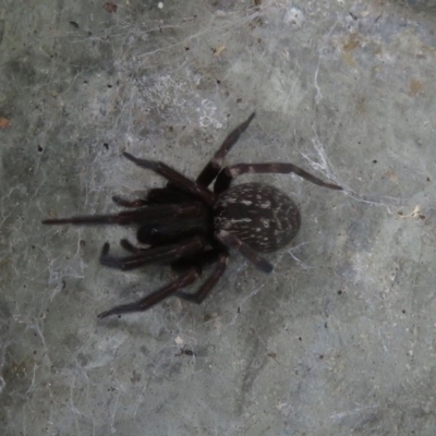 Badumna insignis (Black House Spider) at Bega, NSW - 9 Jan 2020 by RobParnell