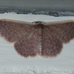 Idaea inversata (Purple Wave) at Ainslie, ACT - 10 Jan 2020 by jb2602