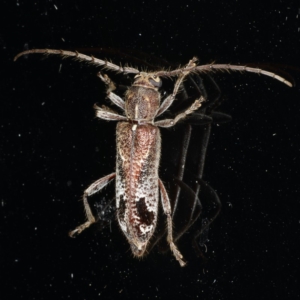 Phacodes personatus at Ainslie, ACT - 10 Jan 2020