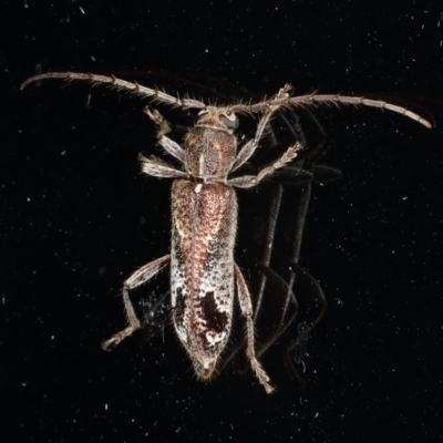 Phacodes personatus (Longhorn beetle) at Ainslie, ACT - 10 Jan 2020 by jbromilow50