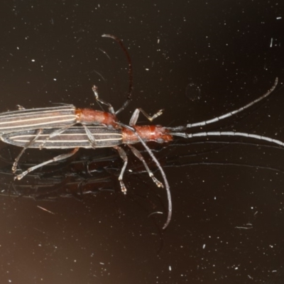 Syllitus rectus (Longhorn beetle) at Ainslie, ACT - 10 Jan 2020 by jb2602