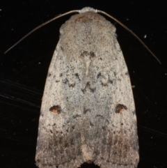 Proteuxoa tibiata (Horseshoe Noctuid) at Ainslie, ACT - 10 Jan 2020 by jbromilow50