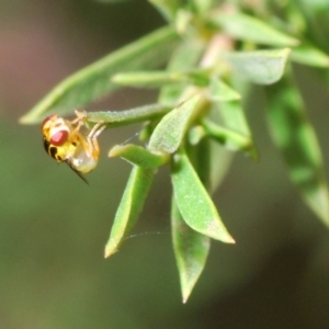 Chloropidae (family) at Fyshwick, ACT - 9 Jan 2020 05:29 PM