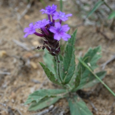 Verbena rigida (Veined Verbena) at Alpine - 24 Dec 2016 by JanHartog