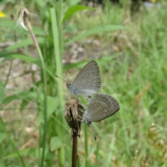 Zizina otis (Common Grass-Blue) at Alpine - 26 Dec 2016 by JanHartog