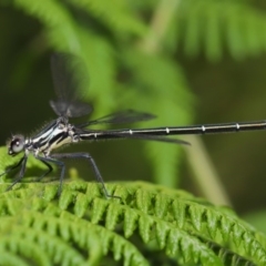 Austroargiolestes icteromelas (Common Flatwing) at Acton, ACT - 7 Dec 2019 by TimL