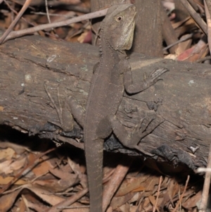 Intellagama lesueurii howittii at Paddys River, ACT - 24 Dec 2019 11:53 AM