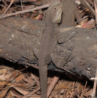 Intellagama lesueurii howittii (Gippsland Water Dragon) at Paddys River, ACT - 24 Dec 2019 by TimL