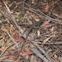 Intellagama lesueurii howittii at Paddys River, ACT - 24 Dec 2019 11:53 AM