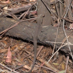 Intellagama lesueurii howittii at Paddys River, ACT - 24 Dec 2019 11:53 AM