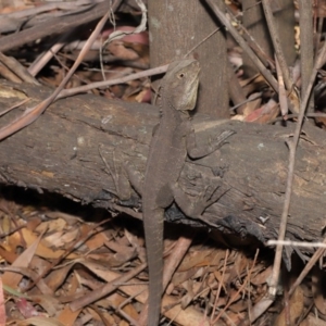 Intellagama lesueurii howittii at Paddys River, ACT - 24 Dec 2019