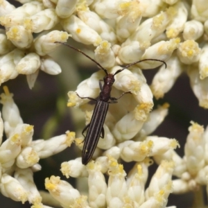 Syllitus microps at Paddys River, ACT - 24 Dec 2019