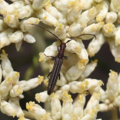 Syllitus microps (Longicorn or Longhorn beetle) at Paddys River, ACT - 24 Dec 2019 by TimL