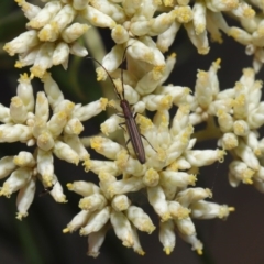 Syllitus microps at Paddys River, ACT - 24 Dec 2019