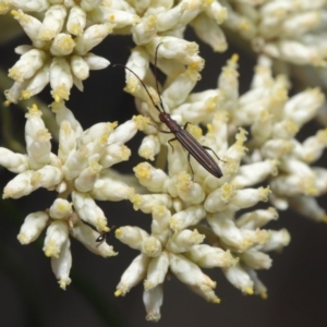 Syllitus microps at Paddys River, ACT - 24 Dec 2019