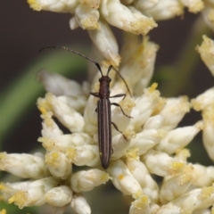 Syllitus microps at Paddys River, ACT - 24 Dec 2019