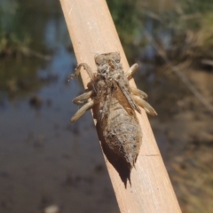 Libellulidae (family) at Gordon, ACT - 27 Nov 2019