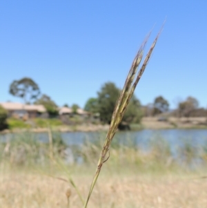 Bothriochloa macra at Gordon, ACT - 27 Nov 2019 01:26 PM