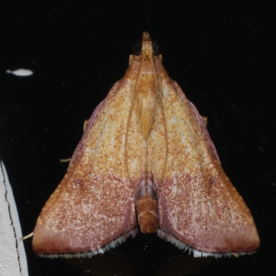 Endotricha pyrosalis (A Pyralid moth) at Ainslie, ACT - 11 Jan 2020 by jbromilow50