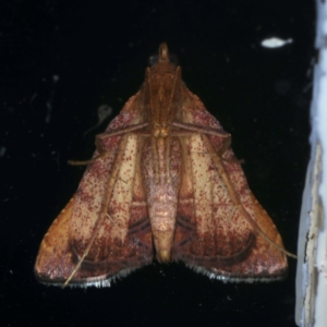 Endotricha pyrosalis at Ainslie, ACT - 11 Jan 2020