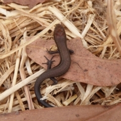 Lampropholis delicata (Delicate Skink) at West Belconnen Pond - 11 Jan 2020 by Christine