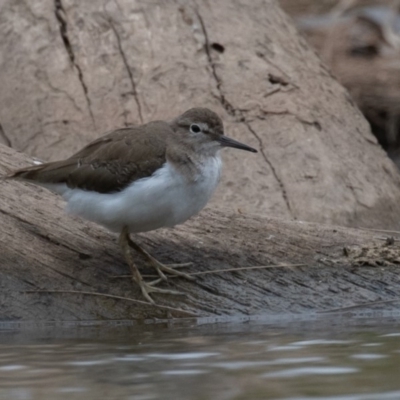 Actitis hypoleucos (Common Sandpiper) at Monash, ACT - 11 Jan 2020 by rawshorty