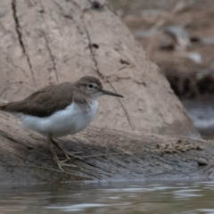 Actitis hypoleucos at Monash, ACT - 11 Jan 2020